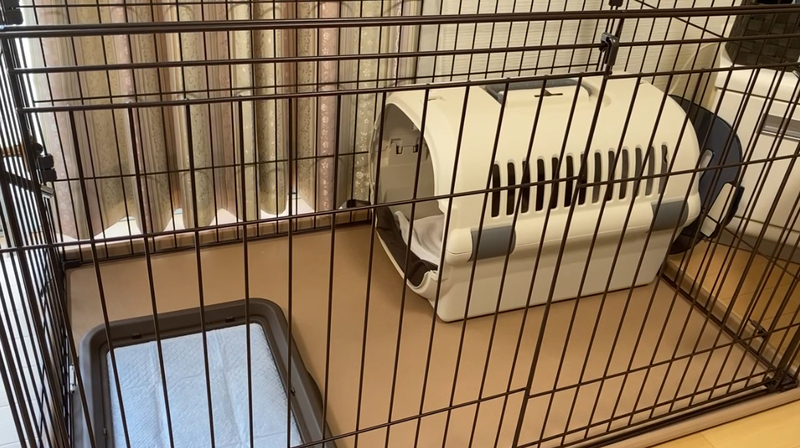 犬に適したトイレ環境を整える